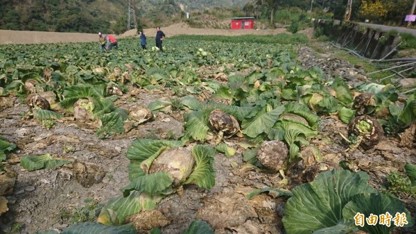 品質好也沒用仁愛鄉高山高麗菜園農民含淚棄收耕鋤 生活 自由時報電子報