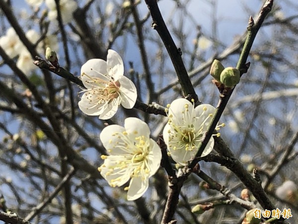 萬大電廠宿舍區梅花綻放，園區也散發淡淡清香。（記者佟振國攝）