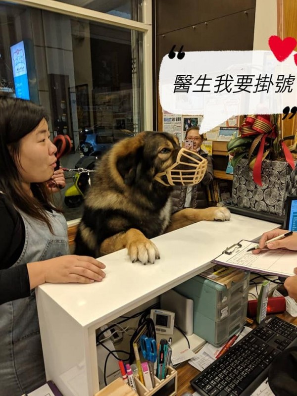 一隻身長1公尺多的高加索犬「蒜頭」日前到動物醫院注射預防針時，乖巧又活潑，不只會向醫師打招呼，在挨針時也非常溫馴。（圖擷取自臉書三寶動物醫院粉絲專頁）