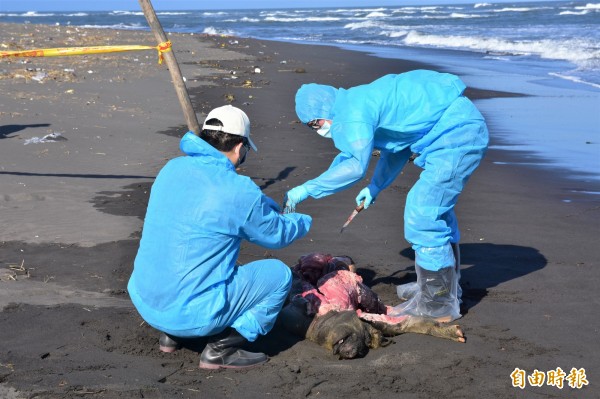 蘭陽溪口出現豬屍，綠委示警：嚴防中國沿海拋病死豬漂流台灣。（資料照）