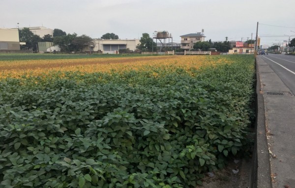 台27線省道旁紅豆田，在夜間路燈光照下出現生長異常。（許展維提供）