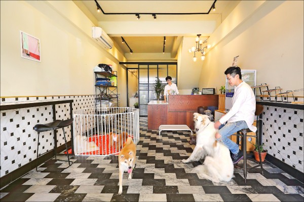 貓狗旅館過年住宿 台南 史溫托爾寵物旅館獨立空間犬貓各自放鬆 生活週報 自由時報電子報