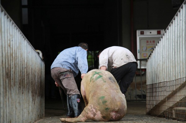 中國當局今（25）日通報，廣東博羅縣發現非洲豬瘟疫情。（路透）