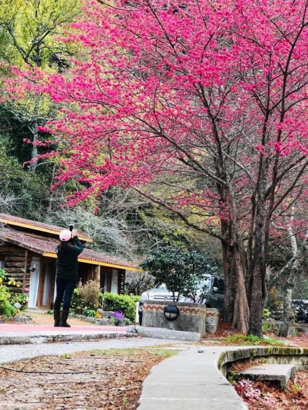 武陵農場的緋寒櫻（山櫻花）偷跑盛開。（武陵農場提供）