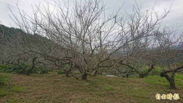 鸞山地區梅園一向是台東民眾賞梅花的最佳去處。（記者王秀亭攝）