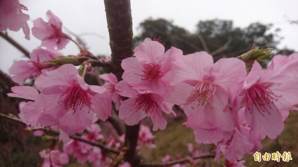 桃源區寶山櫻花公園櫻花提前綻放。（記者陳文嬋攝）