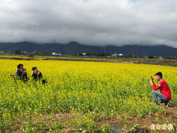 池上油菜花海吸引遊客前來。（記者王秀亭攝）