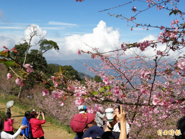 今年暖冬，六龜、桃源山區形成梅櫻爭豔齊相綻放的罕見情況。（記者黃佳琳攝）