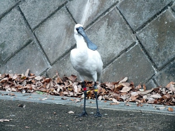 編號「191」5歲的雄性黑面琵鷺（腳環為「黃赤」），就是「台北」的後代。（台北市立動物園提供）
