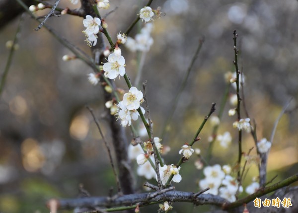 角板山行館梅園梅花目前約開2成。（記者李容萍攝）