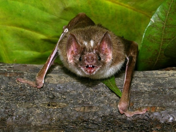 科學家在一隻中國蝙蝠的肝臟內發現類伊波拉病毒，且確定能感染包含人類在內的多種哺乳動物。（法新社資料照）