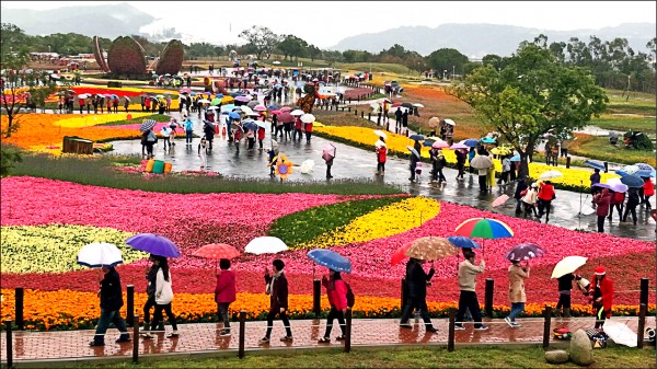 台中 后里環保公園波斯菊花海綻放 地方 自由時報電子報