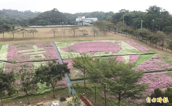 工研院六甲院區大草坪的波斯菊花海主題是「諸事大吉」，設計一頭豬和「吉」的圖案。（記者楊金城攝）