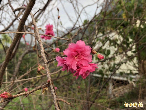 霧台櫻花每年分三階段開放。（記者羅欣貞攝）