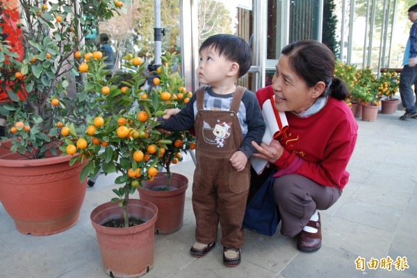 南投林管處今年準備的金桔樹比往年大一點。（資料照，記者陳鳳麗攝）