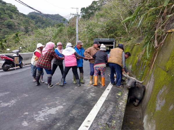 豐濱村民出動排一列試圖「拔水牛」，但水牛仍紋絲不動。（民眾提供）