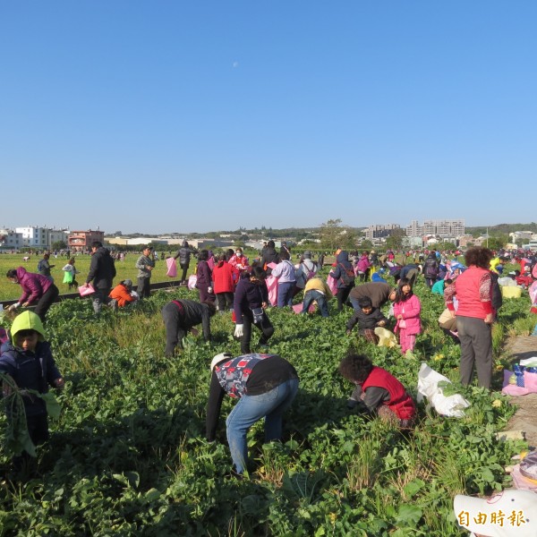 烏日區農會舉辦的免費拔蘿蔔活動今天登場，一大早就吸引親子入園拔蘿蔔。（記者蘇金鳳攝）