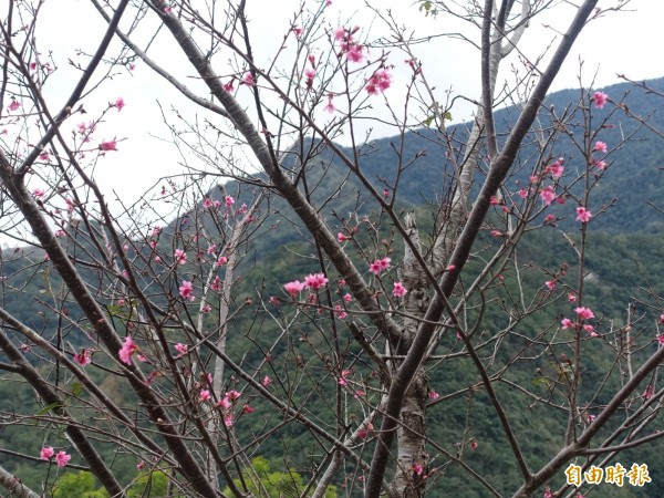 霧台櫻花季展開。（記者羅欣貞攝）