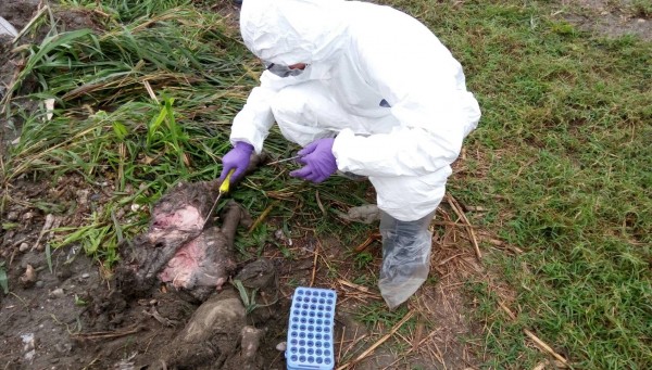 花蓮縣動植物防疫所人員今早開挖驗豬屍，體表暫無非洲豬瘟發紺特徵，將把淋巴組織等臟器，送交行政院農業委員會家畜衛生試驗所檢驗。 （花蓮縣動植物防疫所提供）