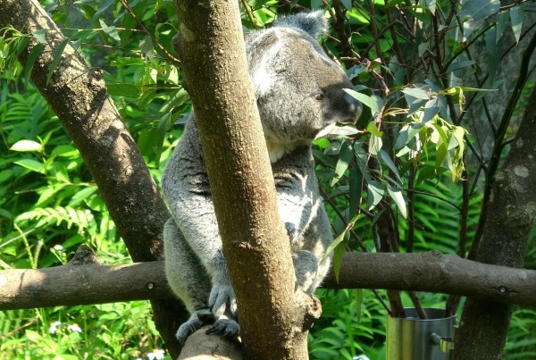 新鮮的尤加利葉最好吃了。（圖由台北市立動物園提供）