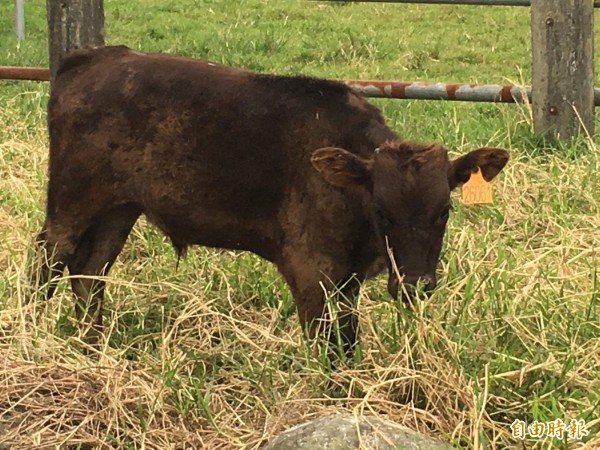 花蓮兆豐農場內的「源興牛」飼育基地。（資料照）