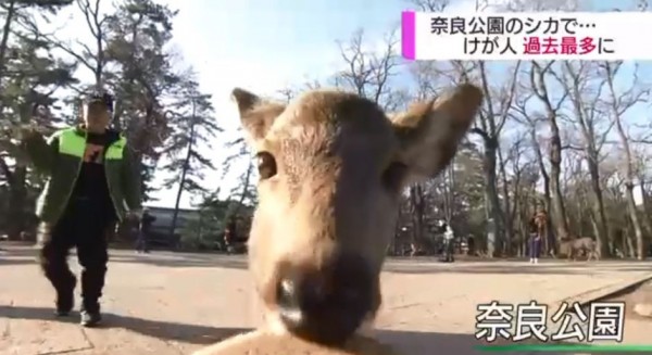 日本奈良公園的奈良鹿是許多觀光客喜愛的動物，然而，近年奈良鹿攻擊人類案例愈發增多，光是今年度就有209人因鹿而傷，其中有8人骨折重傷，這8人中就有5人是國外觀光客，可謂是史上最慘。（翻攝自NHK）