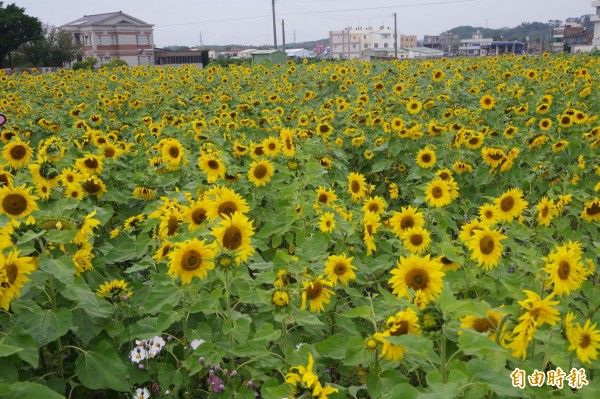 苑裡幸福花海向日葵花海綻放迎喜氣 苗栗縣 自由時報電子報