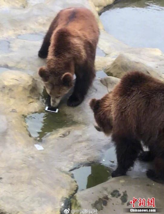 中國江蘇有遊客日前在動物園遊玩，本想將蘋果扔進去給棕熊吃，然而誤將「蘋果手機」丟入園中。（圖擷取自《中國新聞網》）