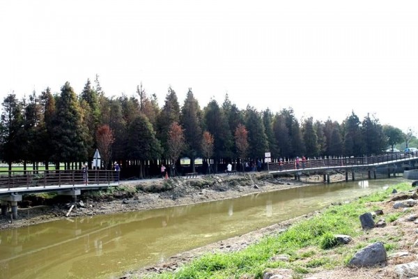 「走讀埤塘六甲趣」24日登場，六甲區公所邀各界深度體驗落雨松與埤塘文化之美，即日起受理報名。（圖由六甲區公所提供）