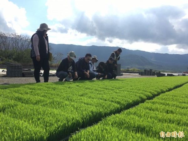 由台東農改場等專家組成的評審團，今天第三次到池上育苗場進行評選。（記者王秀亭攝）