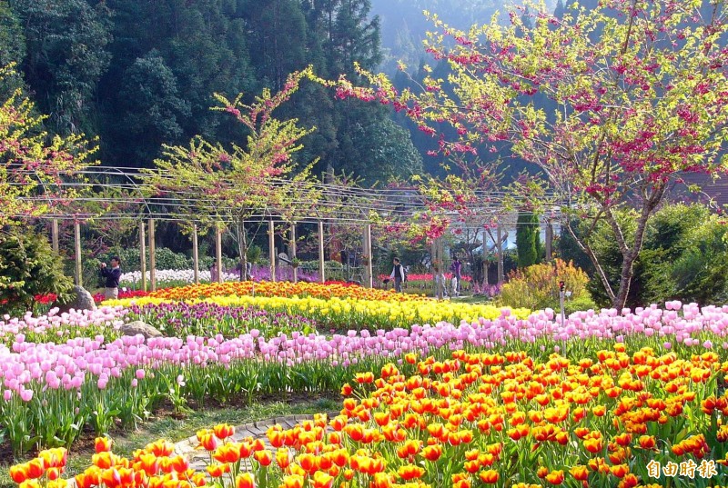 拜暖冬之賜 杉林溪上演花海秀 冬螢現蹤 生活 自由時報電子報