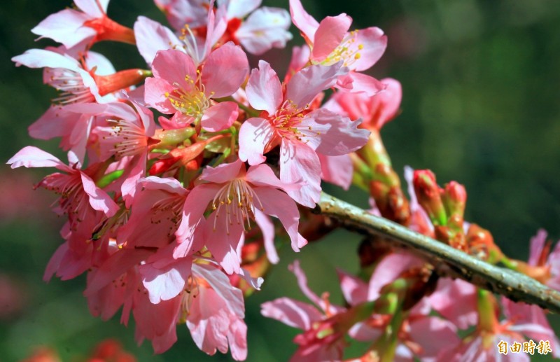拜暖冬之賜 杉林溪上演花海秀 冬螢現蹤 生活 自由時報電子報