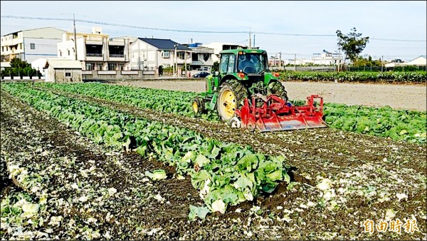 菜土菜金，高麗菜常面臨耕鋤困境。農委會本月21日至27日將於雲、彰、嘉、南四縣市試辦高麗菜種植登記。（記者林國賢攝）