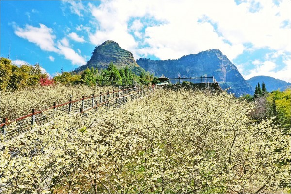 梅山鄉太和村「寒溪呢」私人園區種植大片福爾摩沙櫻，已盛開8成，是近年新興賞櫻秘境之一。（黃源明提供）