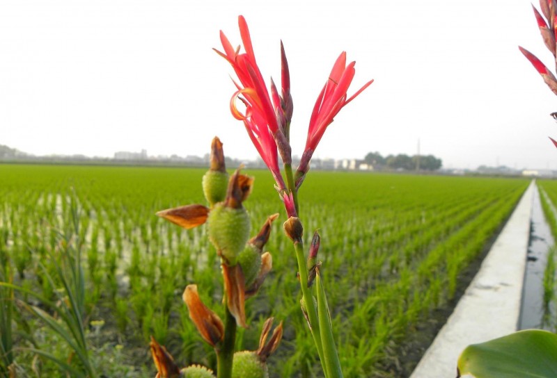 蓮蕉花市民間嫁娶習俗中嫁妝之一，有傳宗接代含意。（民眾鐘武達提供）