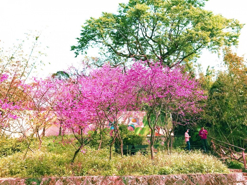 菁山鐵馬驛站旁賞櫻平台。（台北市工務局大地處提供）