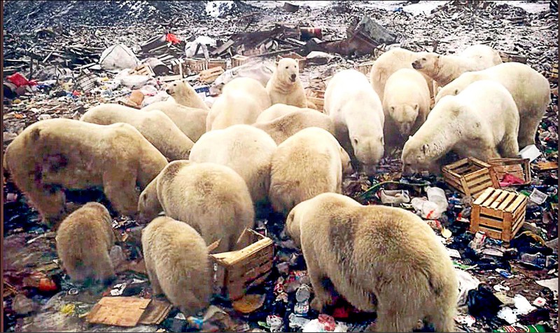 52隻飢餓的北極熊「入侵」俄羅斯新地島白鯨灣，迫使當地官員宣布緊急狀態。（取自網路）