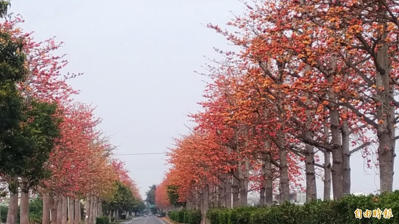 木棉花盛開整條路紅成一片，被封為雲林最美的木棉花道。（記者廖淑玲攝）