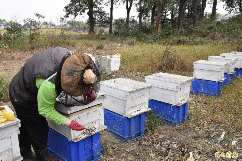 斗南鎮農會為提高絲瓜的授粉率，去年開始執行「蜜蜂Long stay」農事指導員陳金宏特別去學養蜂。（記者黃淑莉攝）