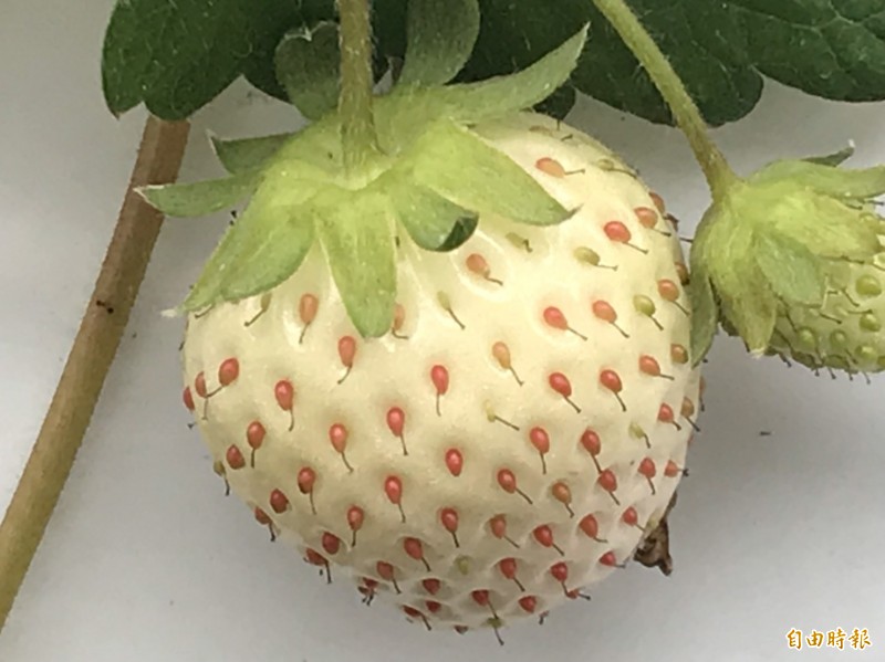 在日本受歡迎且價格更高的白草莓，埔里鎮也有農民成功栽種。（記者佟振國攝）