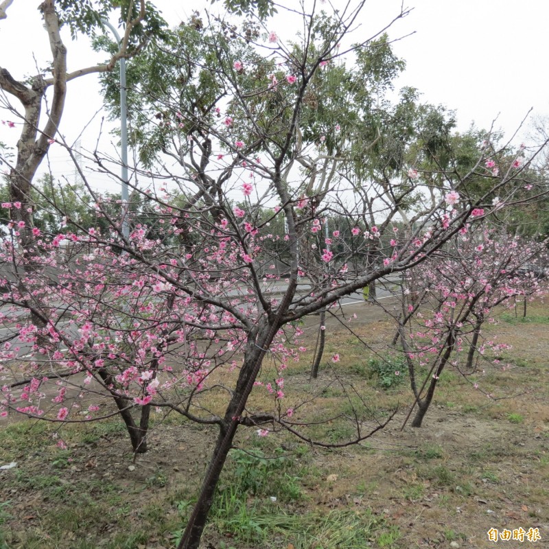 烏日湖日櫻花園的櫻花已部份綻放。（記者蘇金鳳攝）