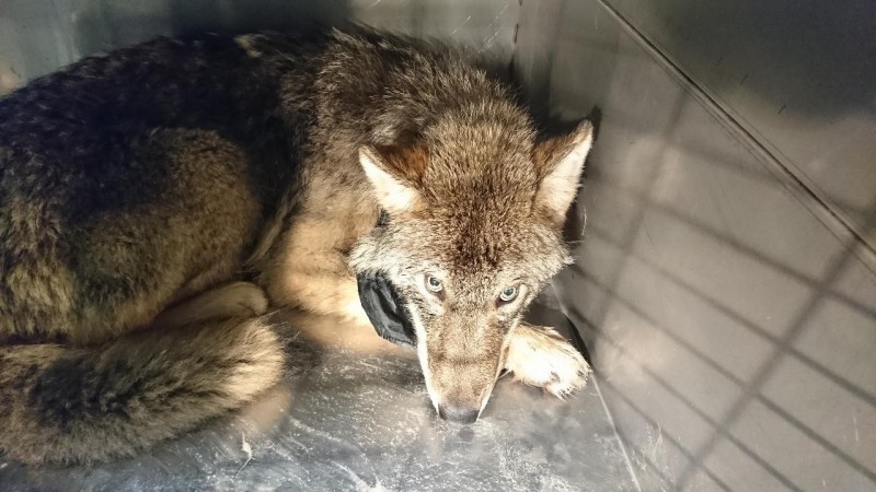 愛沙尼亞一群工人在冰冷的河川中救出「狗狗」，但牠其實是一匹狼！（圖擷自EUPA臉書）