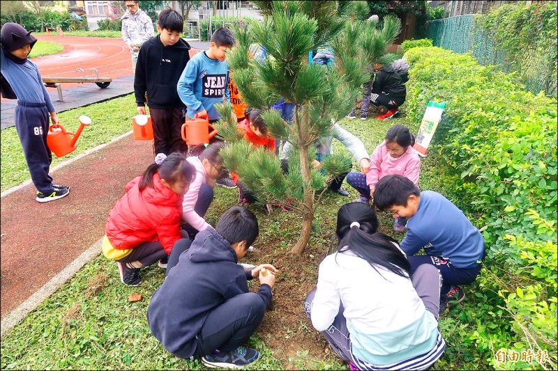 為配合新課綱校訂特色課程，淡水興仁國小昨天舉行種植黑松樹活動。（記者周湘芸攝）