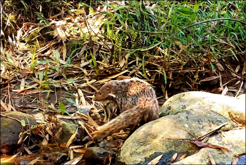 這隻食蟹獴拿起一個疑似田蚌的貝類砸向石頭。（台南社大提供）