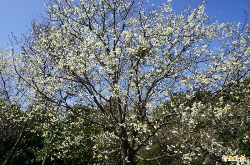 雲仙谷種植的白色山櫻「福爾摩沙櫻」。（記者歐素美攝）