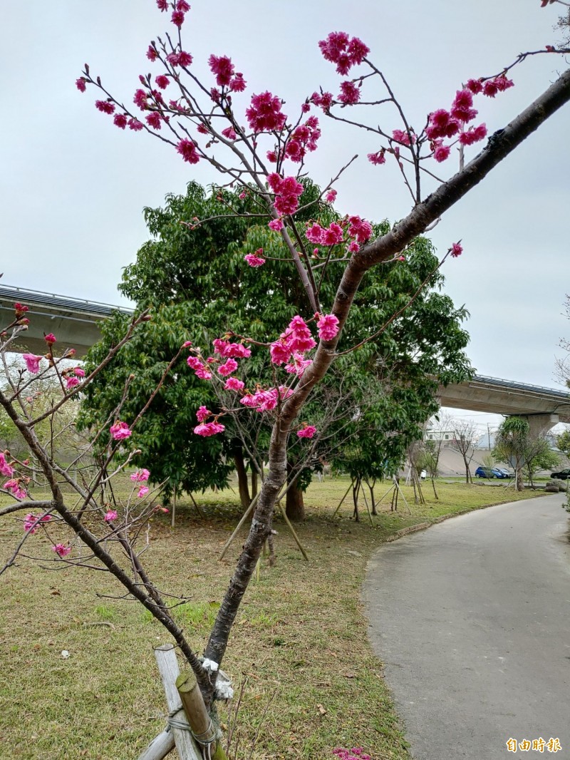 新竹縣竹東鎮頭前溪河濱生態公園的2000多株櫻花陸續綻放，吸引民眾賞花。（記者蔡孟尚攝）