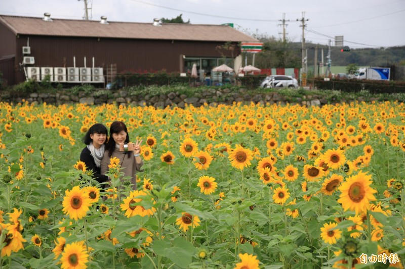 南庄向日葵花綻放金黃色花海迎遊客 生活 自由時報電子報