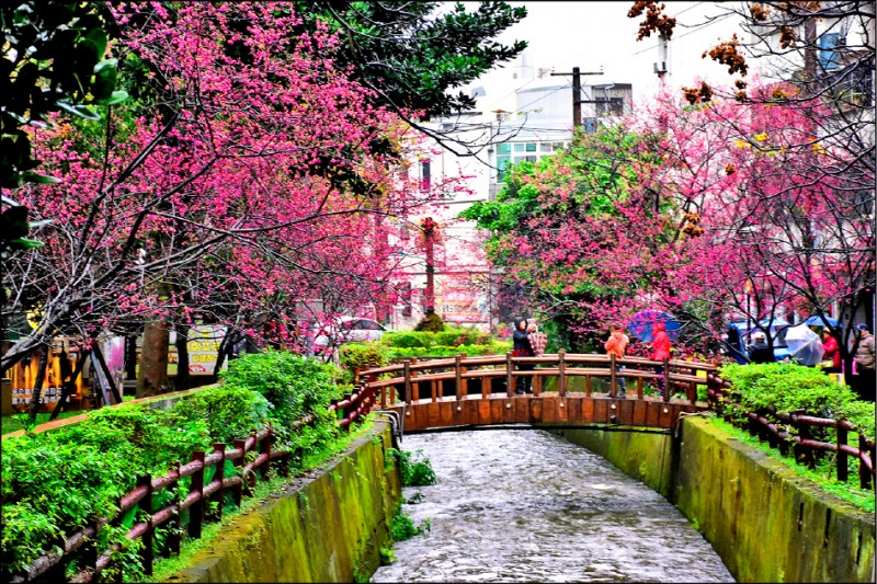 中壢區後站地區莒光公園約二百棵櫻花已開約五成，預估花期可以持續到三月中旬，普強里辦公處昨天也在莒光公園舉辦櫻花音樂會，邀請社區歌唱班、舞蹈班接力表演，市長鄭文燦傍晚也到場與里民在櫻花樹下同樂。（圖文︰記者李容萍）