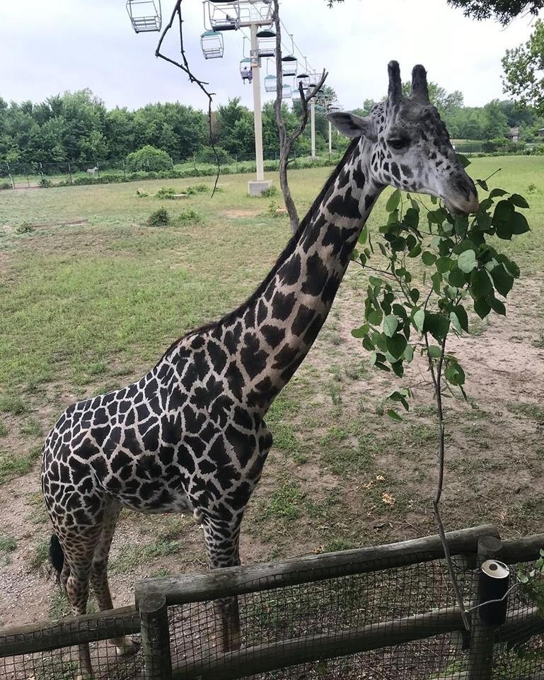 美國密蘇里州堪薩斯城動物園的9歲長頸鹿哈米斯（Hamisi），因為脖子意外被卡住而喪命。（圖擷自Kansas City Zoo臉書）