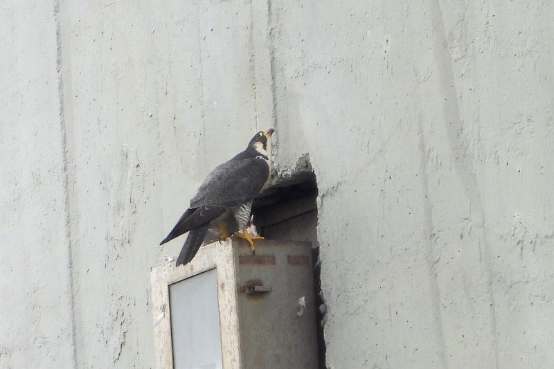 基隆鳥會長期進行調查，發現遊隼頻頻出沒協和電廠。（圖為基隆鳥會提供）